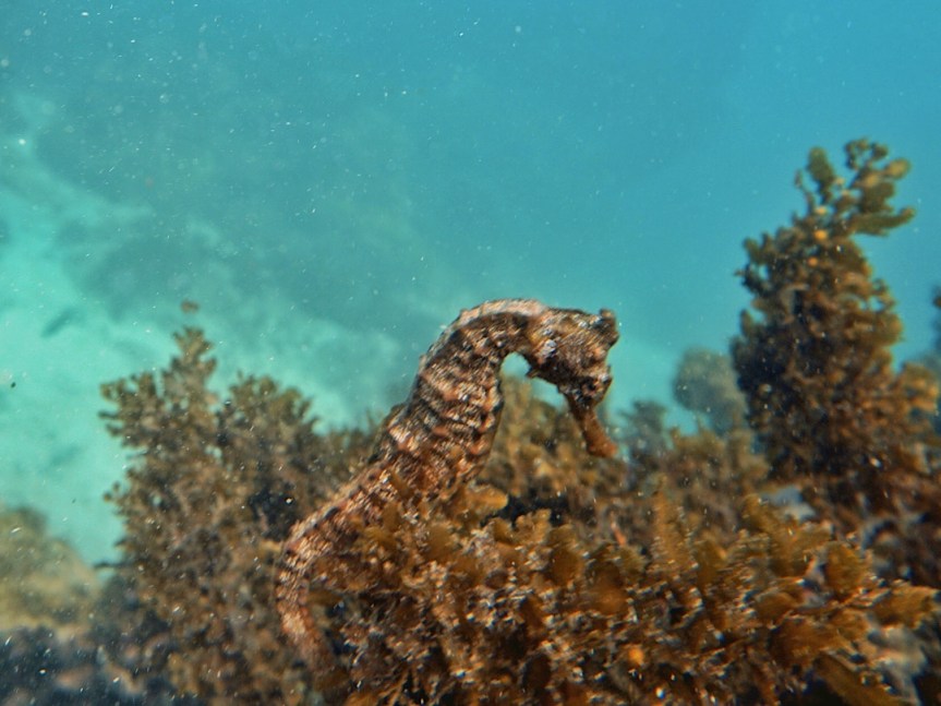 Isabela. Seepferdchen und Teufelsrochen, tanzende Vögel und Pinguine unter Palmen und Haie, Haie, Haie und&nbsp;Vulkane